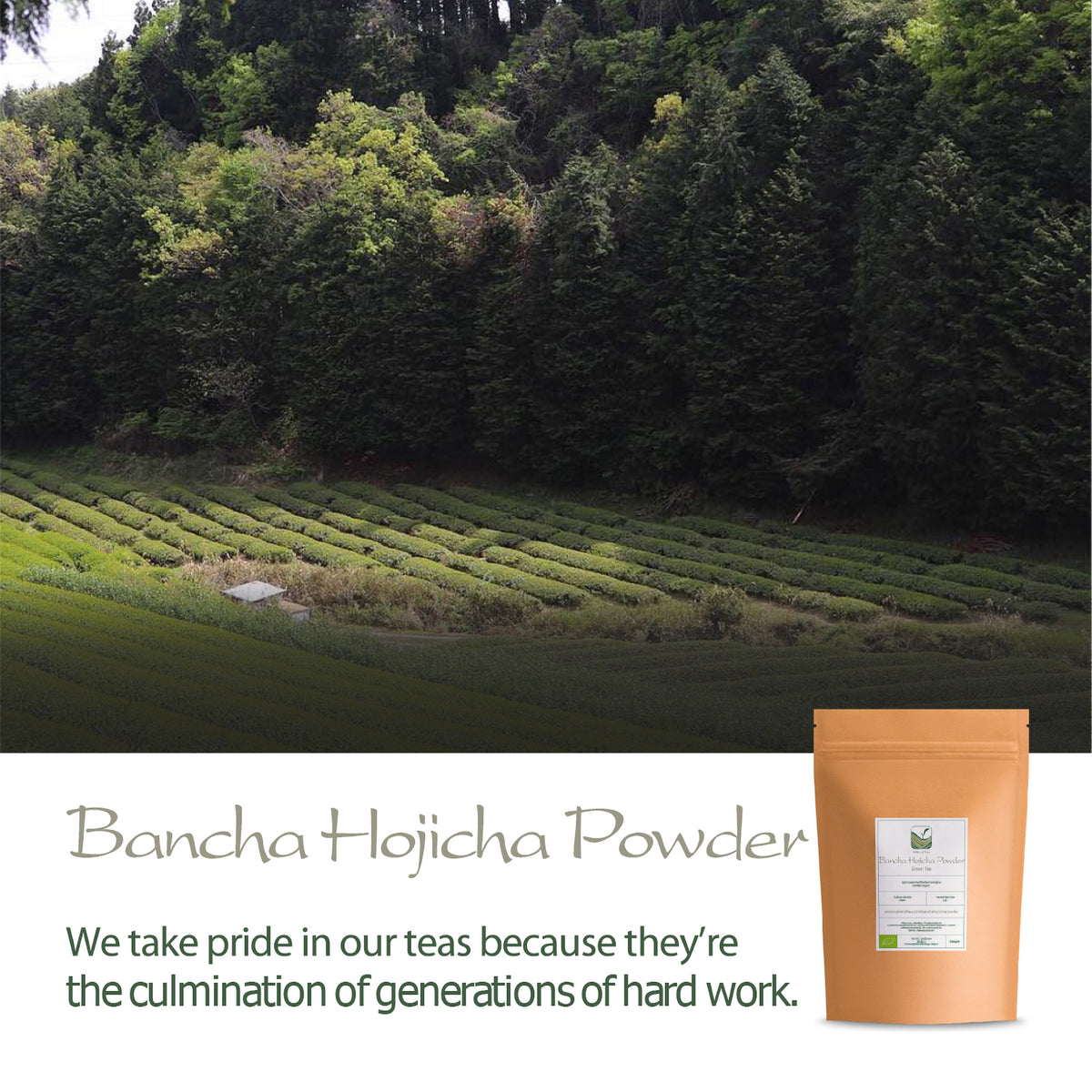 Bancha Hojicha Powder
