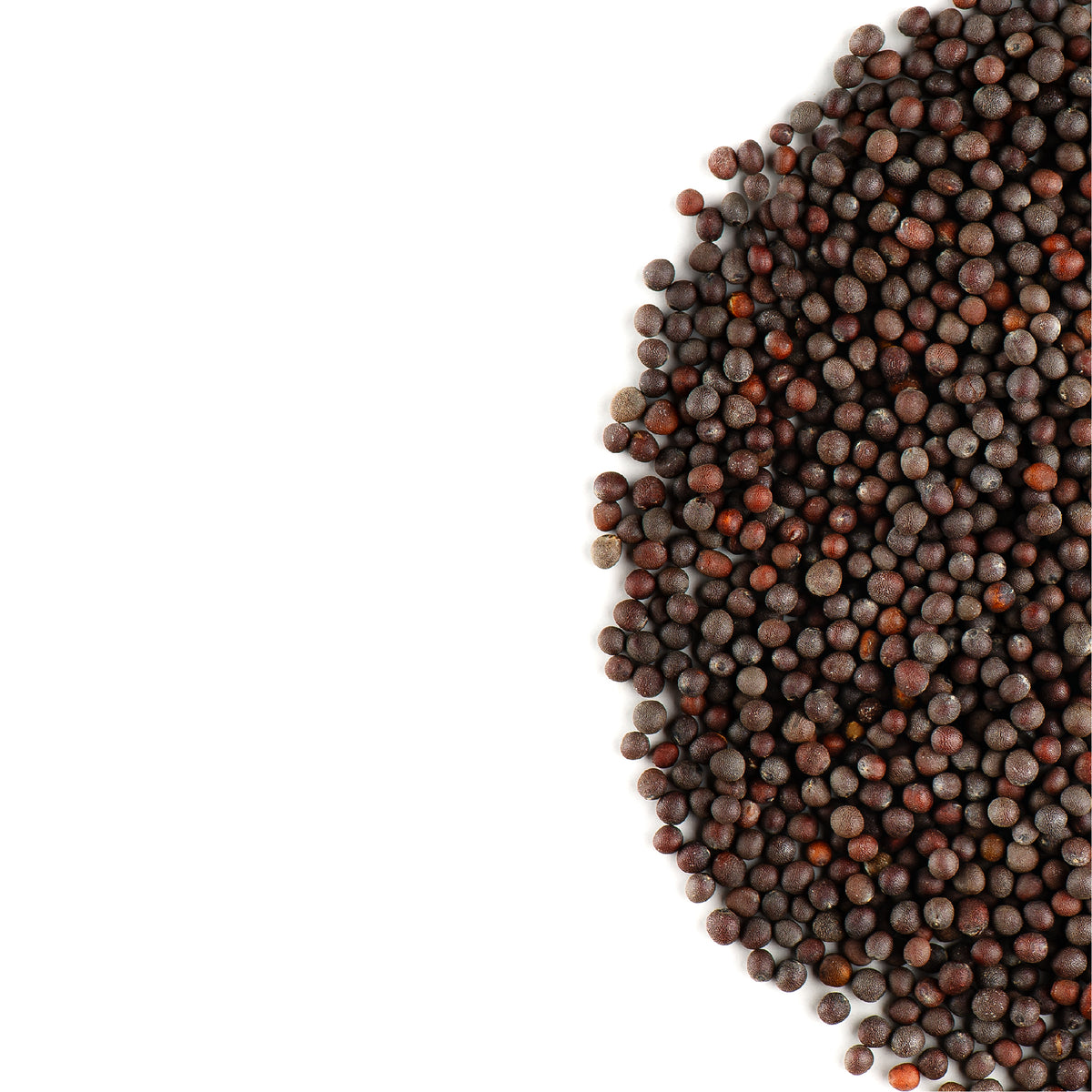 Black Mustard Seed