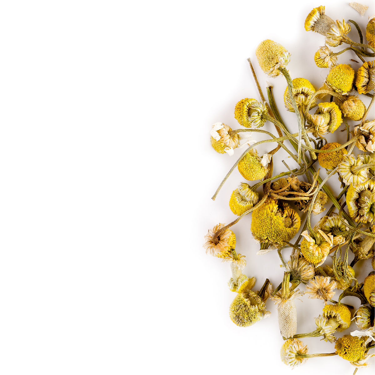 Greek Chamomile