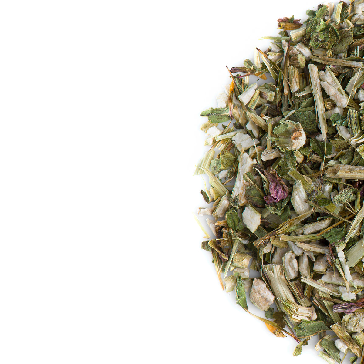 Purple Coneflower Leaf